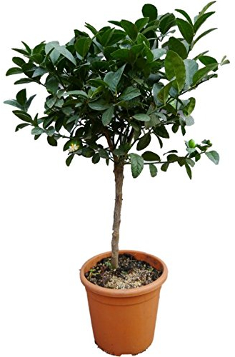 Meine Orangerie Mexikanische Limette - Citrus aurantifolia - echte Limette - veredelter Zitrusbaum im 6L-Topf - Caipi-Limette - Key Lime - Saure Limette - perfekt für Caipirinha und Cocktails…
