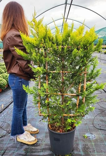 POWERS TO FLOWERS - CUPRESSOCYPARIS LEYLANDII GOLD RIDER SPALLIERA, CIPRESSO, CONIFERA, piante vere