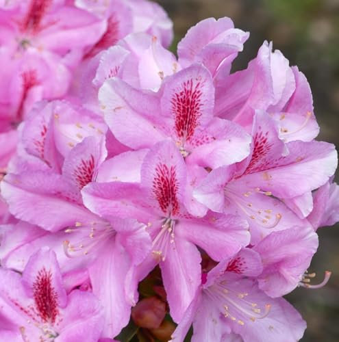 Rhododendron Hybride  furnivals daughter  Alpenrose 30-40 cm hoch