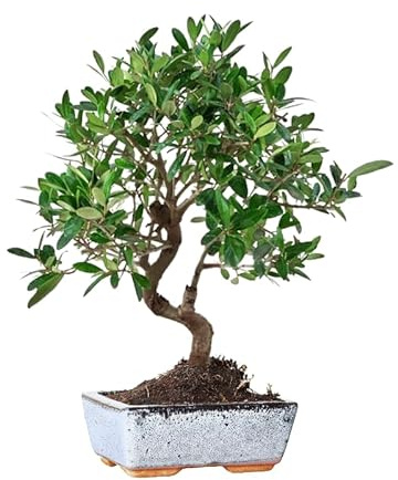 Bonsai Olivo 5-7 años | En maceta de cerámica | Fácil de mantener | Exterior - Interior | Bonsai Mediterráneo | Estilo Japonés