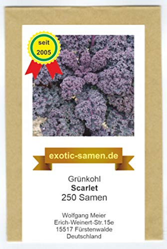Grünkohl, Fiederkohl, Braunkohl - Scarlet - lila Blätter - 250 Samen