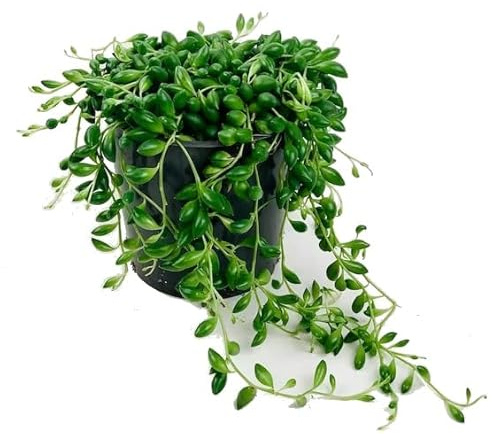 Planta del Rosario | DECOALIVE | Senecio Herrianus | Cadena de Perlas | Cactus y Suculentas