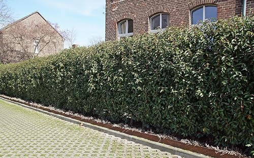 25st. Portugiesischer Kirschlorbeer 100-125cm XXL Super Buschig als kräftige Topfware Kirschlorbeer Prunus lusitanica 'Angustifolia' Lorbeer Gartenhecke Sichtschutz