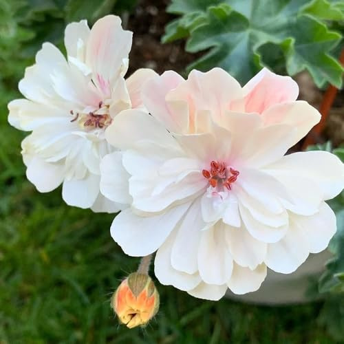 geranien, pelargonium bio blumenbeet winterharte garten frühlingsblume, wildblumensamen gartendeko für draußen 75samen