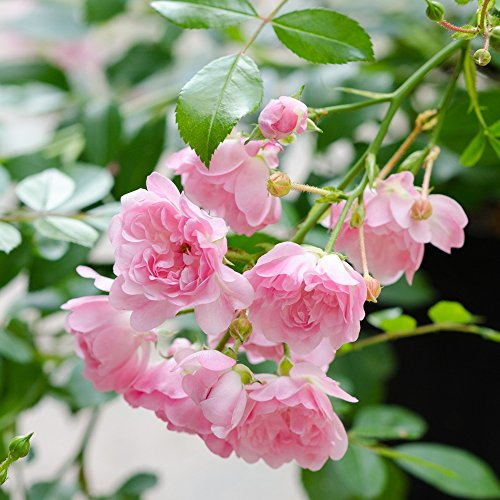 Rose The Fairy® - Bodendeckerrose zartrosa Blüten - Kleinstrauchrose Pflanze Duftend Winterhart Halbschattig von Garten Schlüter - Pflanzen in Top Qualität