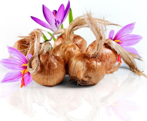 Bulbi di zafferano per piantare il tuo zafferano 500 g, bulbi di fiori da esterno per piantare nel tuo giardino interno ed esterno i tuoi fili di zafferano dalla Spagna