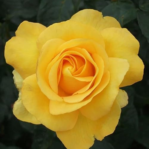 Plant Theory My Lovely Mum Rose Bush Yellow Flowering Roses Hybrid Tea Rose 4L Pot