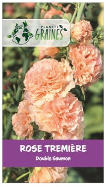10 Graines de Rose Trémière 'Saumon' - 'Alcea rosea' - Fleur élégante et majestueuse, facile à cultiver pour des murs de fleurs spectaculaires