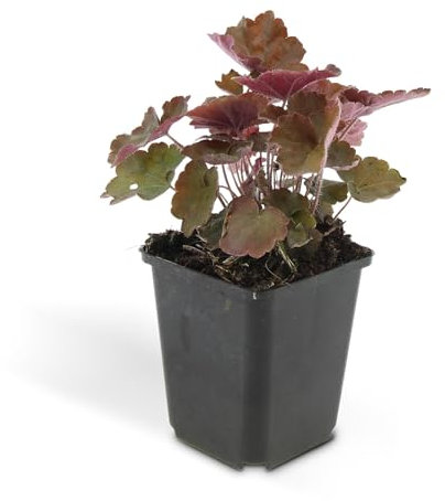 Trendyplants - Heuchera micrantha 'Palace Purple' - 40 Stück - Lila Glockenblume - Winterhart - Höhe 20-30 cm - Topfgröße Ø9cm