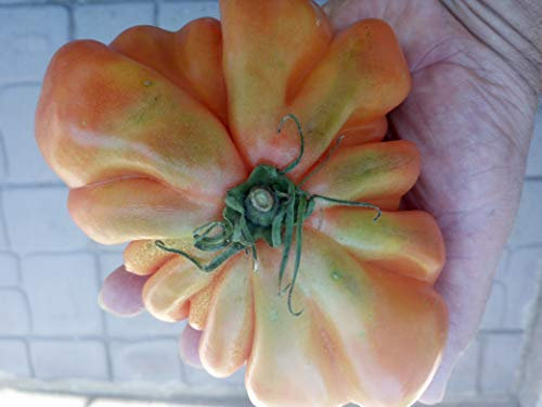 SEMI POMODORO CUORE DI BUE-VARIETA' ALBENGA GICANTE-