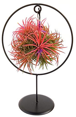 POWERS TO FLOWERS - TILLANDSIA DELL'ARIA MAGIC RED IN SUPPORTO FERRO XL, pianta vera