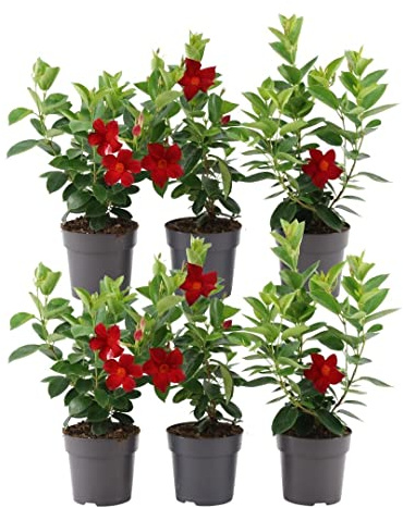 Plants by Frank Dipladenia Mandevilla, Rouge, 6 Pièces, Ø 12 cm