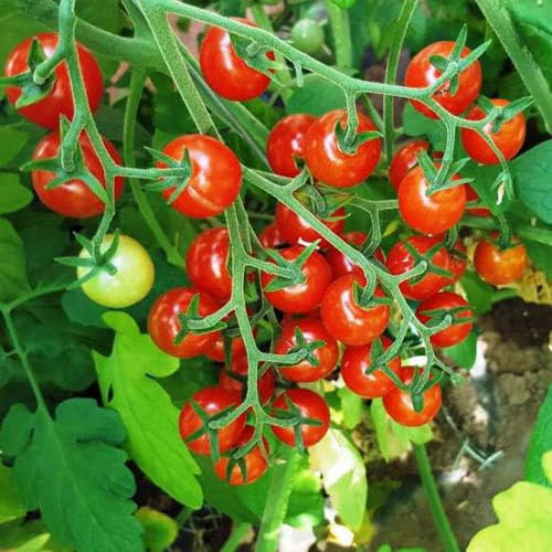 3 x Cherry Tomato Plants – Fresh Vine Tomatoes | Outdoor Garden Ready Plants in 10.5cm Pots | Greenhouse or Patio Growing | 15-30cm Tall (Sweet Aperitif)