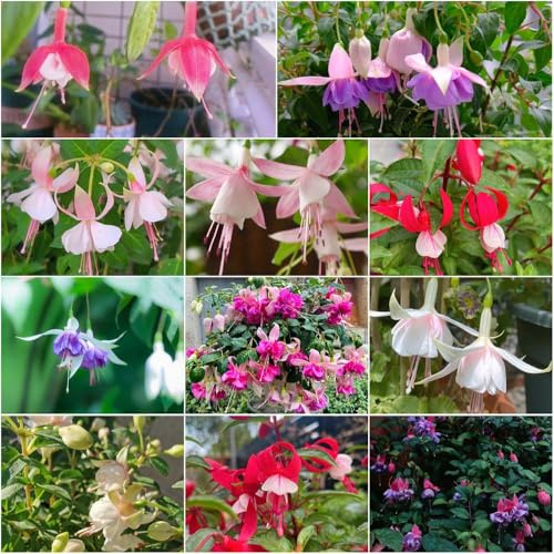 fuchsien - exotische pflanztopf bonsai steingartenpflanzen winterhart balkonpflanzen pflanzensamen fuchsien kübelpflanzen gartenpflanzen 100samen