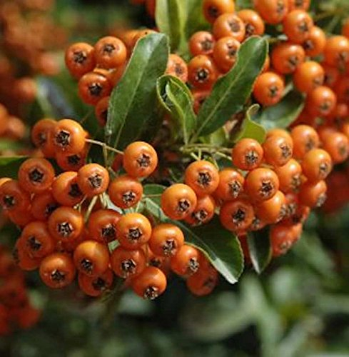 Feuerdorn Orange Glow 125-150cm - Pyracantha - lebende Gartenpflanze aus den Baumschulen