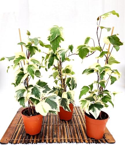 POWERS TO FLOWERS - EDERA DI MARENGO, EDERA RAMPICANTE, 3 PIANTE VASO 10 CM DIAMETRO, piante vere