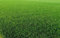 Turf Green Semi per Prato Inglese, Confezione da 5 kg, Miscela per Giardino SUN SEEDS