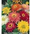 300 Burpeeana géant Mix CACTUS FLEURI ZINNIA Elegans Graines de fleurs