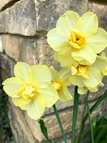 10 x 'Yellow Cheerfulness' Daffodil Bulbs Ready to Plant (Free UK Postage)