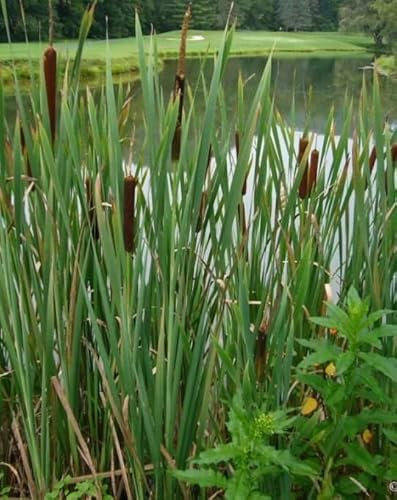 Lincolnshire Pond Plants Ltd - Marginal Aquatic Pond Plant - (Typha Angustifolia) - 9cm