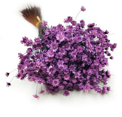 Enchanted Trockenblumen Dekogras Glyxia Comanthera Getrocknetes Gras Ziergras Natürlich Deko Lavendel