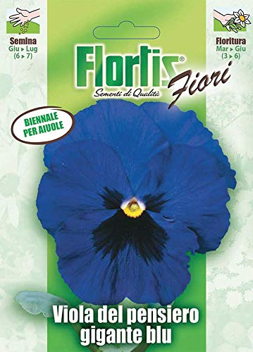 Flortis 4351202 Riesige Blaue Stiefmütterchen (Stiefmütterchensamen)