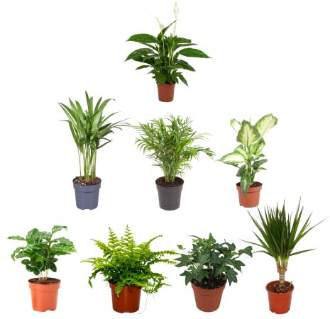 Pack Plantas Interior I: Spathiphyllum, Areca, Chamaedorea, Dieffenbachia, Planta del Café, Helecho, Hiedra y Dracaena