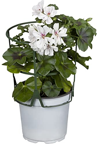 El Pelargonium Peltatum- Geranio Hiedra la Planta Perfecta para Agregar un Toque Exótico a tus Espacios