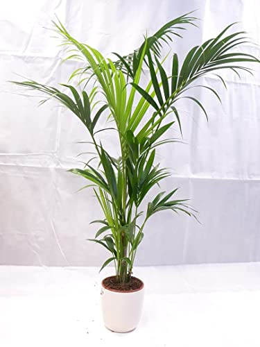 [Palmenlager] - Howea forsteriana - Kentia Palme 170 cm // Zimmerpflanze