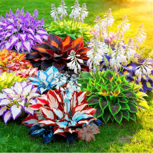 Hosta colorata a radice mista - Perenne resistente da giardino - Crescita rapida e facile da curare-2 PIECE-I