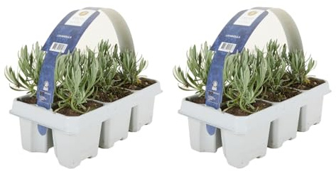 Bloomique - Set di 12 - Lavandula Angustifolia 'White' - Lavanda - Resistente - Piante da balcone - Profumate - Altezza 10-20 cm - Radici 6 cm