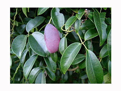 2X Blue China Vine or Sausage Vine Holboellia coriacea Scented Evergreen Climber Plant, 5-7cm seedlings in 7cm Pot