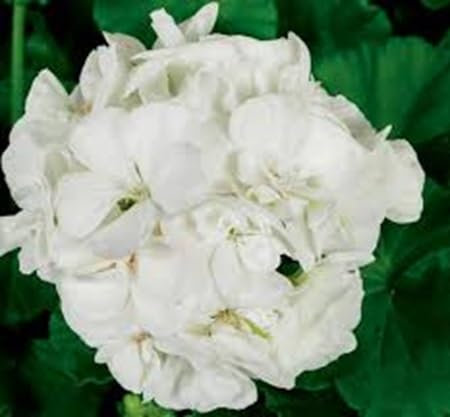 100 graines de fleurs de pélargonium