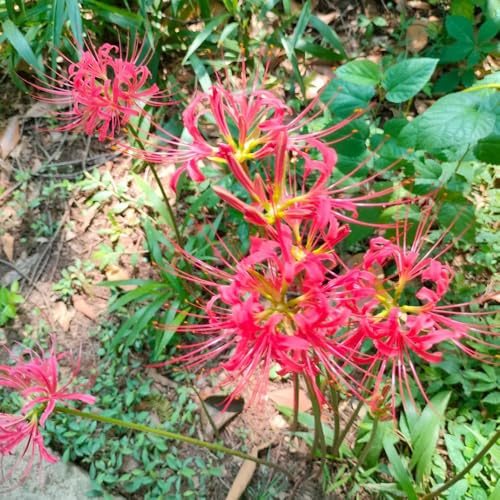 bulbos de Lycoris Radiata, exóticas Bulbos de lirio araña, cubierta vegetal regalos para jardineros de exterior resistentes 2pcs