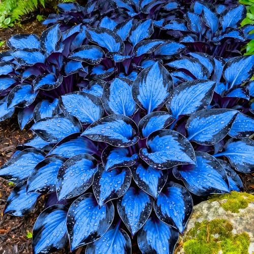 Funkien-Rhizom Mischung, Hosta, Winterharte Knolle, MehrjäHrig, GrüNpflanze, Lebende Gartenbepflanzung, Dekorative Gartenpflanze-4 Rhizom-G