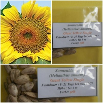 Sonnenblumen 30 Samen der Sorte : Giant Yellow Single/Höhe : bis zu 3 m !!