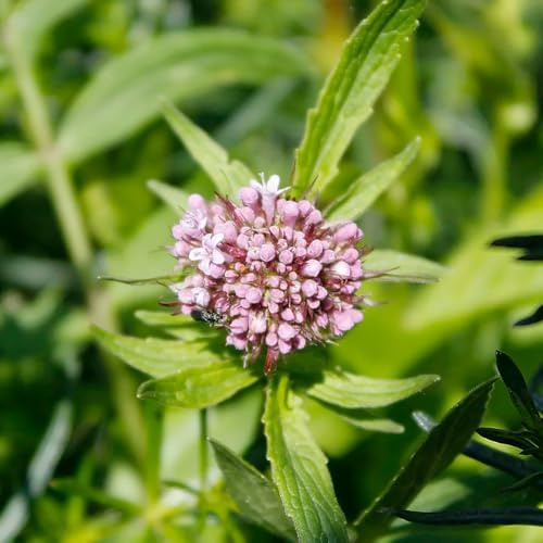 Semi di valeriana biologici, biologici Valeriana officinalis, semi di aromatiche giardino aromatiche esotiche resistenti giardino 80pcs