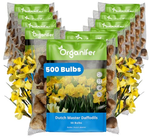 Bulbes Narcisses Dutch Master 500 Bulbes - Organifer
