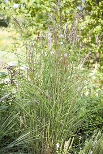Miscanthus sinensis 'Kleine Fontäne' 11x11 cm Topf – Winterhart, Mehrjährig, Pflegeleicht – Chinaschilf – Ziergras für Beet & Rabatte
