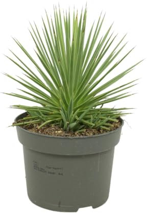 Agave striata var. nana – Agave puercoespín – 12 cm olla