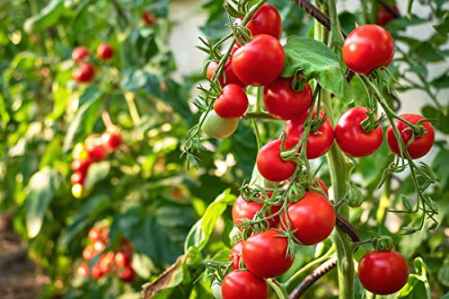 POMODORO CILIEGIA - Red Coral - 130+ semi di pomodoro rosso ornamentali Patio balcone