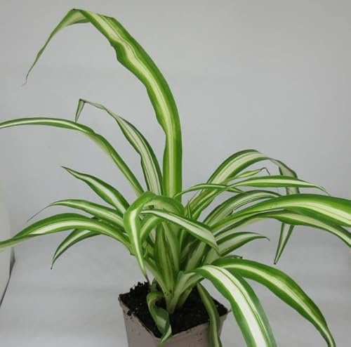florari Chlorophytum chomosum/Grünlilie