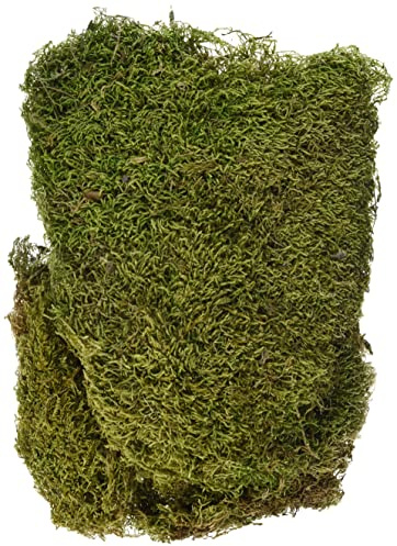 Rayher Mousse naturelle séchée, vert, 1 sachet, 100g, en tapis, arts créatifs, modélisme, floristique, automne, nid de pâque, crèche, Noël-8508300
