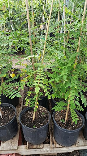 9EzTropical - Star Fruit Tree - Grafted Tree - 3 to 4 Feet Tall - Ship in 3 Gal Pot