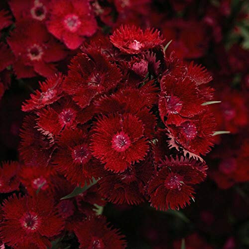 Dianthus (Pinks) Rocking Red Sweet William Garden Plant Hardy Perennials Flowering Garden Plants Easy to Grow Your Own 12x Plug Plants by Thompson and Morgan (12)