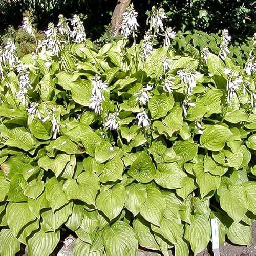 12 unità Hosta 'Royal Standard' - Hosta Vaso 9x9cm ±1 m² - Foglie Verdi Scure e Forma Elegante per Giardini
