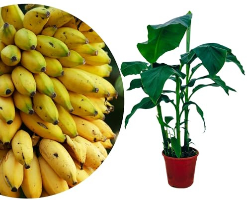 Meine Orangerie - Winterharte Banane Musa basjoo - ca. 110-130 cm inkl. Topf - exotische Bananenstaude im Ø20 cm Topf - Bananenpflanze für Garten, Terrasse & Balkon