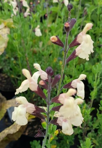 Salvia x jamensis 'Melen'® / Sauge arbustive jaune crème/Conteneur de 3 à 4 litres/Vivace