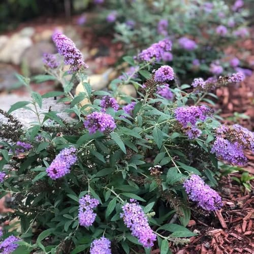 Buddleja - lillà estivo semi di esotica balcone arbusti semprever resistenti, decorazioni per il soggiorno con primaverili semi di come bomboniera 100semi