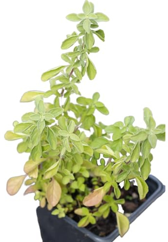 Organic Marjoram Herb Live Plant (Origanum majorana) 2.5 inch Pot - Knotted Marjoram, Marjoram, Pot Marjoram,Sweet Marjoram by Smoke Camp Crafts